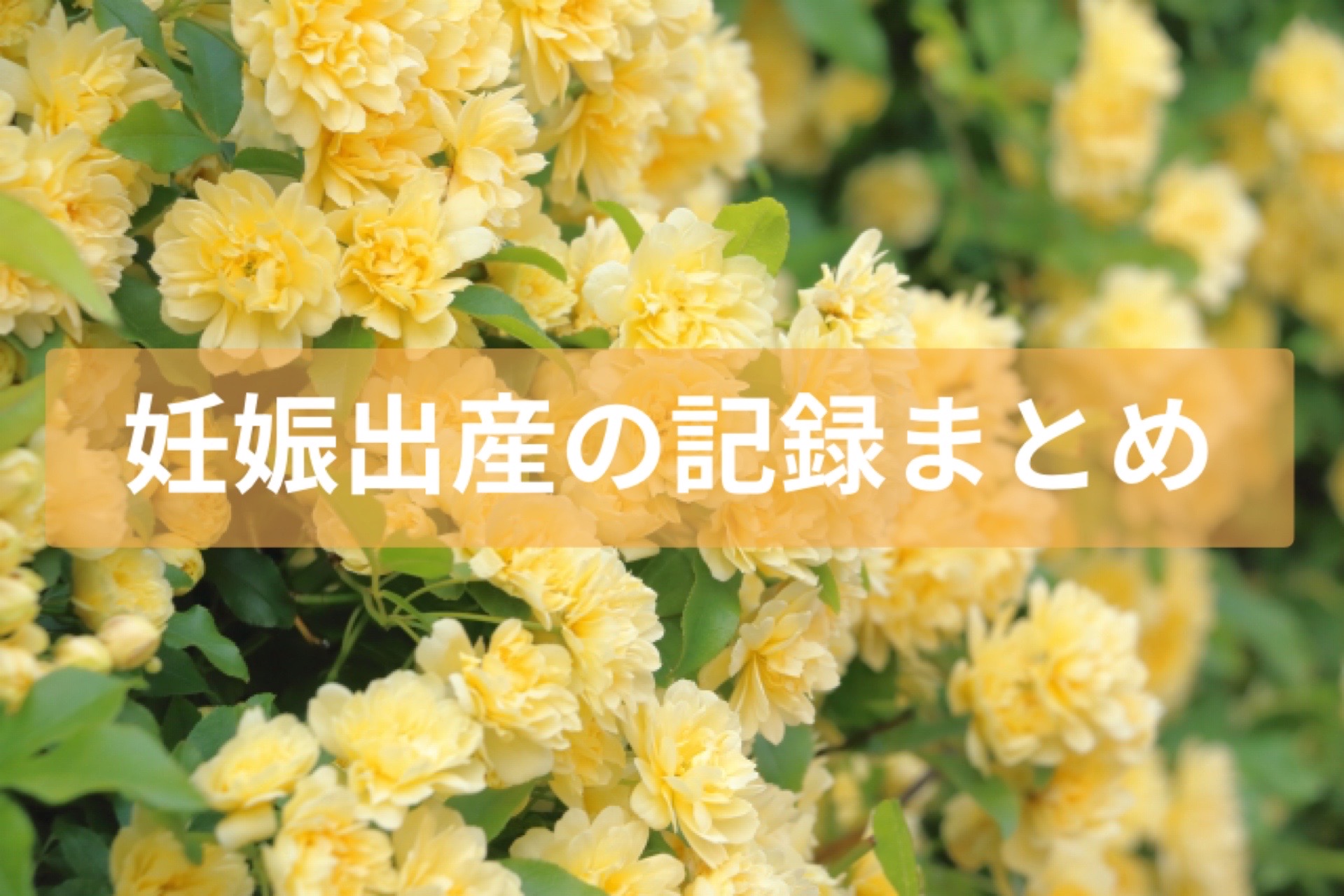妊娠出産の記録まとめ