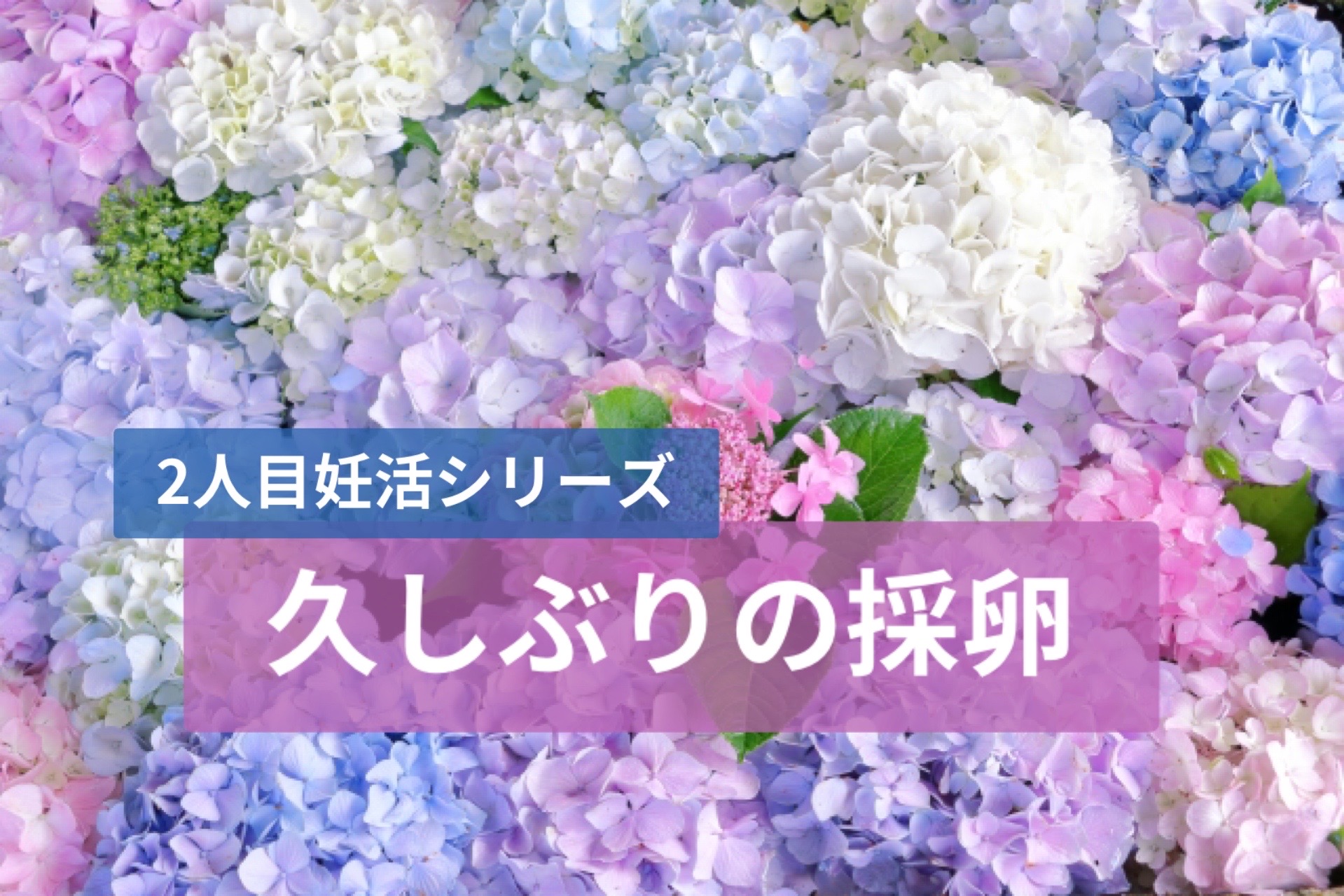 【2人目妊活】3回目の採卵当日レポ！過去との違いと、採卵後即ワンオペ育児の現実
